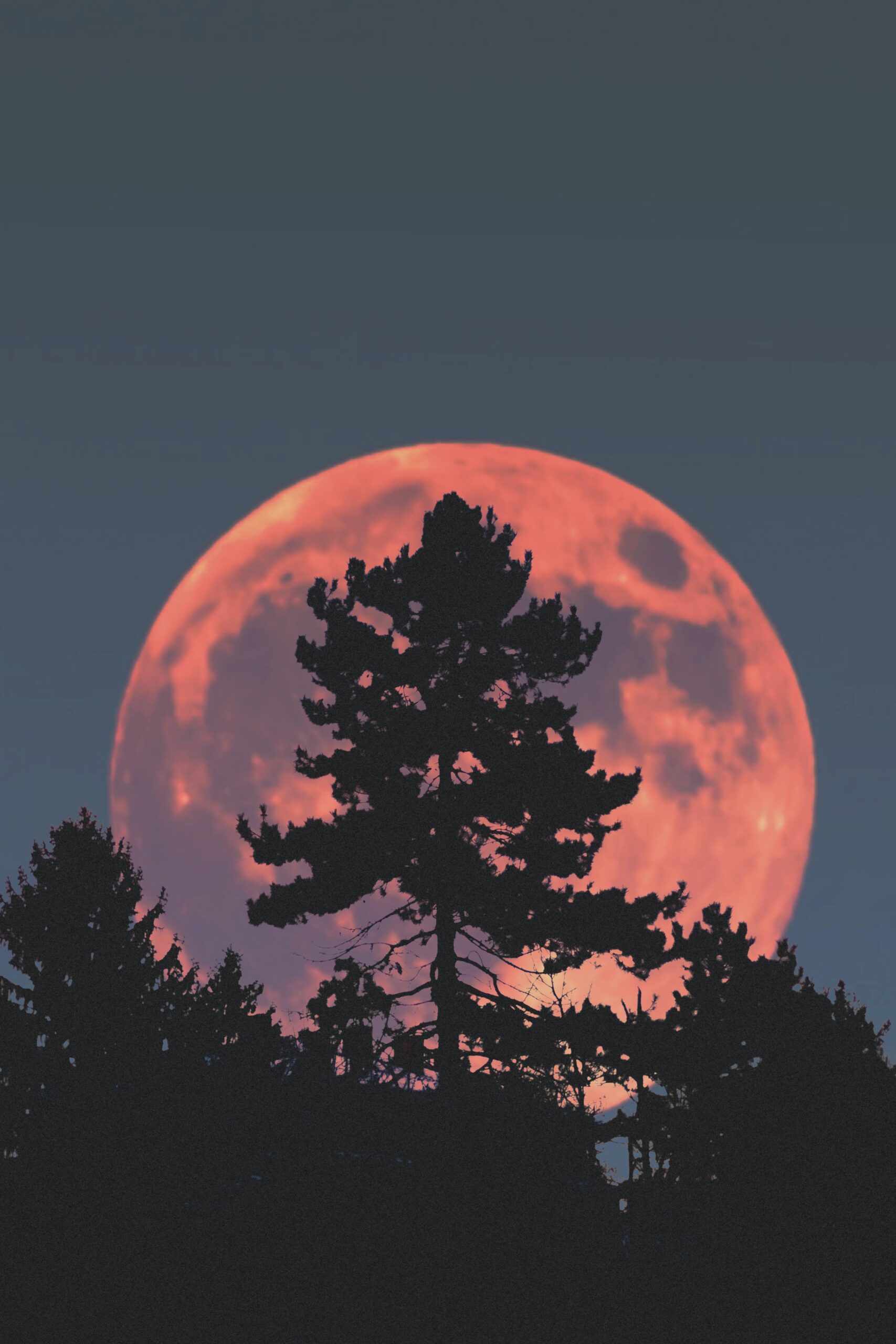 Image of a pink colored full moon with a tree in front of it
